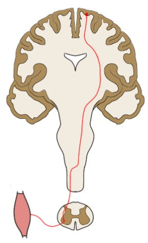 THE COLORED LINES SHOW THE PATH OF THE CORTICOSPINAL TRACT FROM THE MOTOR CORTEX DOWN THROUGH THE: MIDBRAIN, PONS, MEDULLA, AND SPINAL CORD (EACH REPRESENTED BY ONE CROSS-SECTION ABOVE).