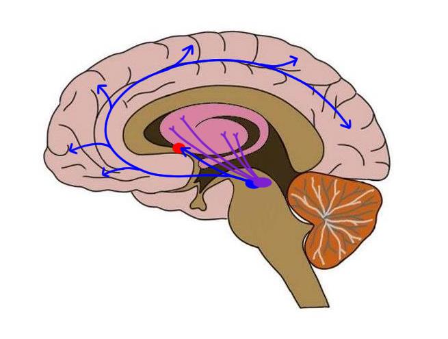 Dopamine pathways in the brain. The blue lines extend from the ventral tegmental area to the nucleus accumbens (red dot) to illustrate the mesolimbic dopamine pathway. Another blue line extends from the ventral tegmental area to the cerebral cortex, making up the mesocortical dopamine pathway. The purple lines represent the nigrostriatal dopamine pathway, which extends from the subdstantia nigra to the striatum.