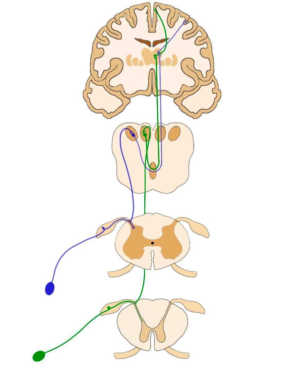 THE COLORED LINES INDICATE THE PATH OF NERVES IN THE DORSAL COLUMNS-MEDIAL LEMNISCUS PATHWAY.