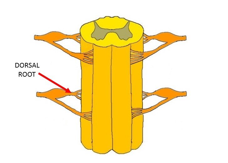 SPINAL CORD WITH ARROW INDICATING A DORSAL ROOT.
