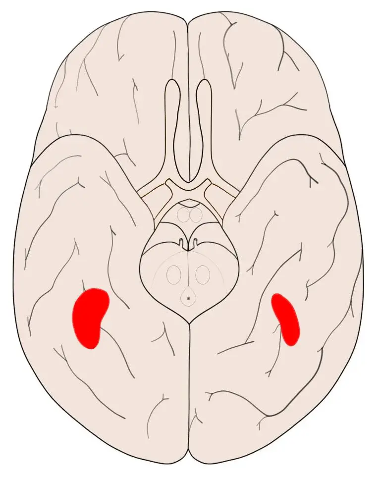 Approximate location of the fusiform face area, inferior view (looking at the bottom of the brain).