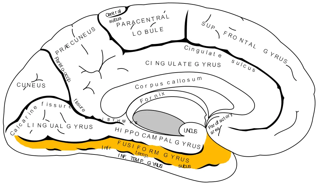 Fusiform gyrus - definition