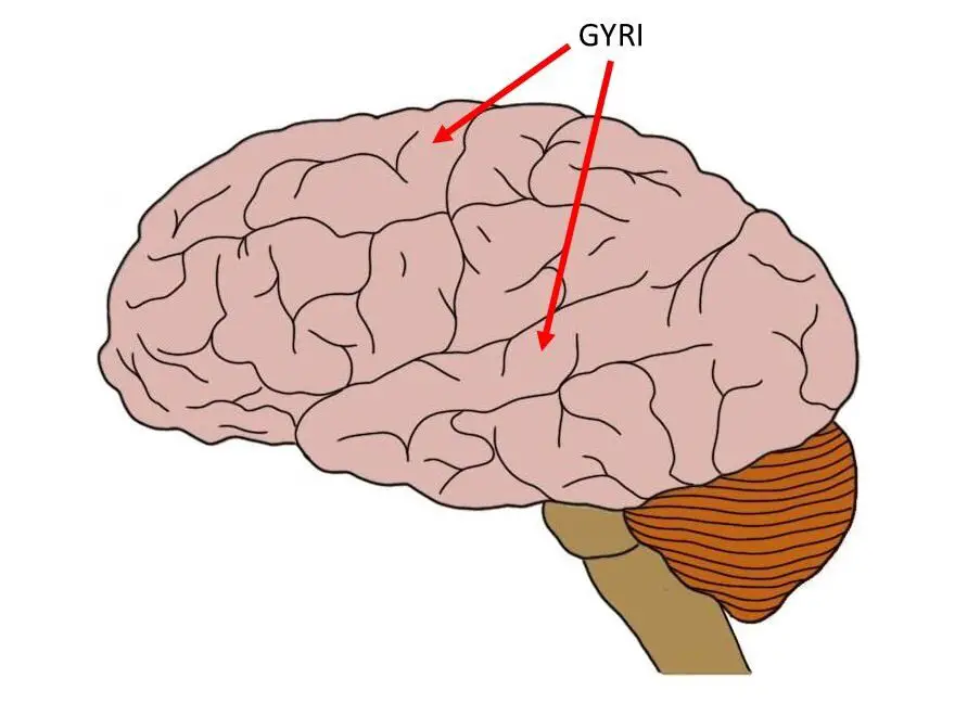 gyrus.
