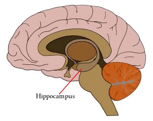 parts of the brain hippocampus