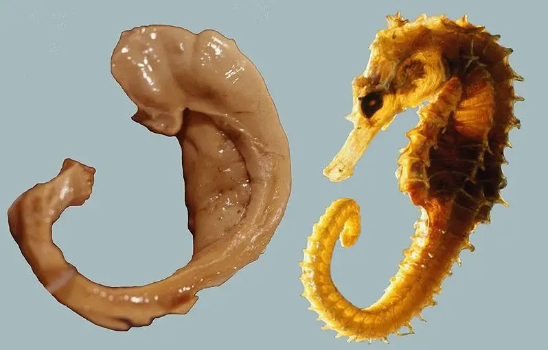 Hippocampus seahorse