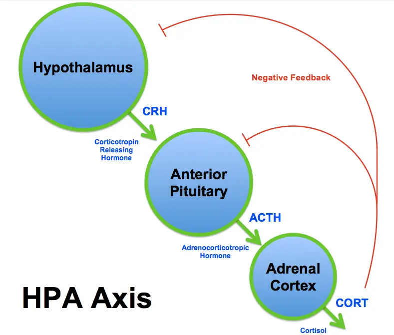 HPA axis activation, proceeding from the hypothalamus to the pituitary gland to the adrenal glands. Image courtesy of Brian M Sweis.