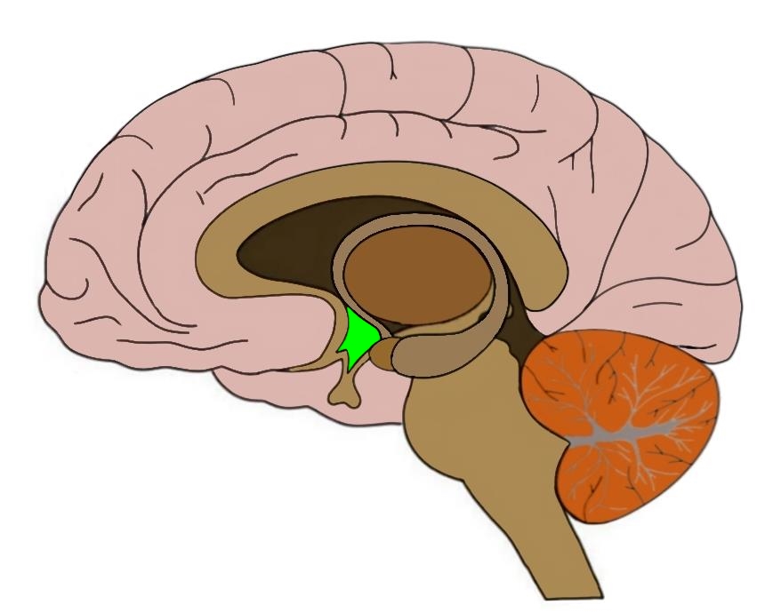 brain limbic system blank