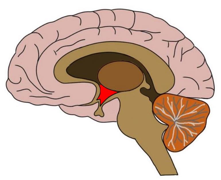 Hypothalamus3