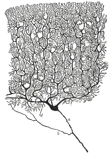 A Purkinje cell, drawn by Cajal.