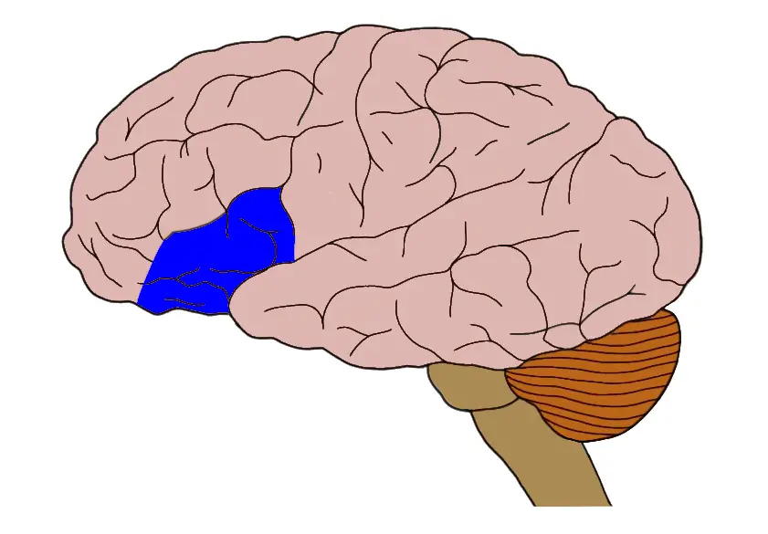 INFERIOR FRONTAL GYRUS (IN BLUE).
