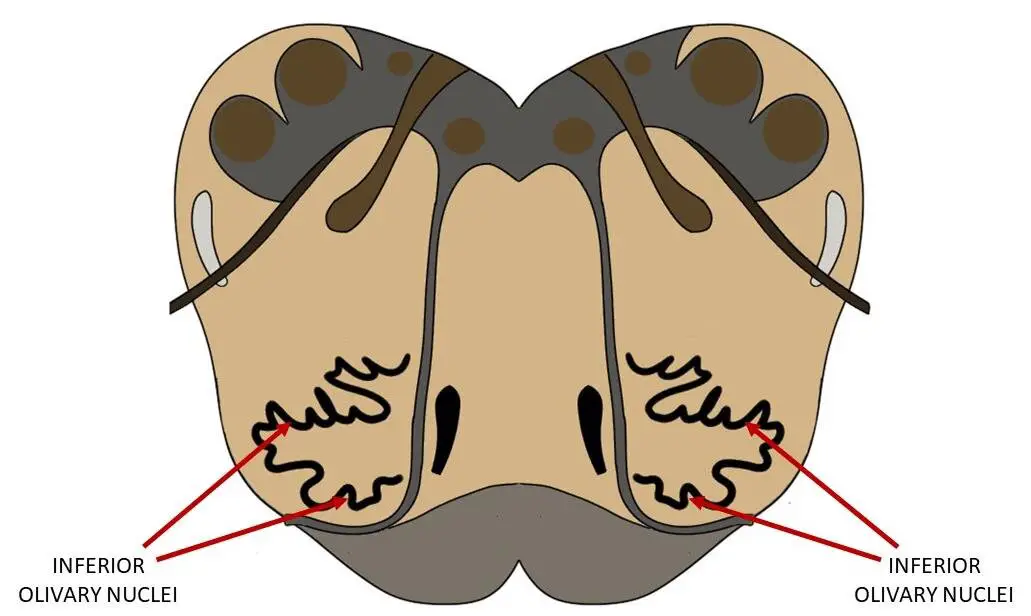 Inferior olivary nuclei