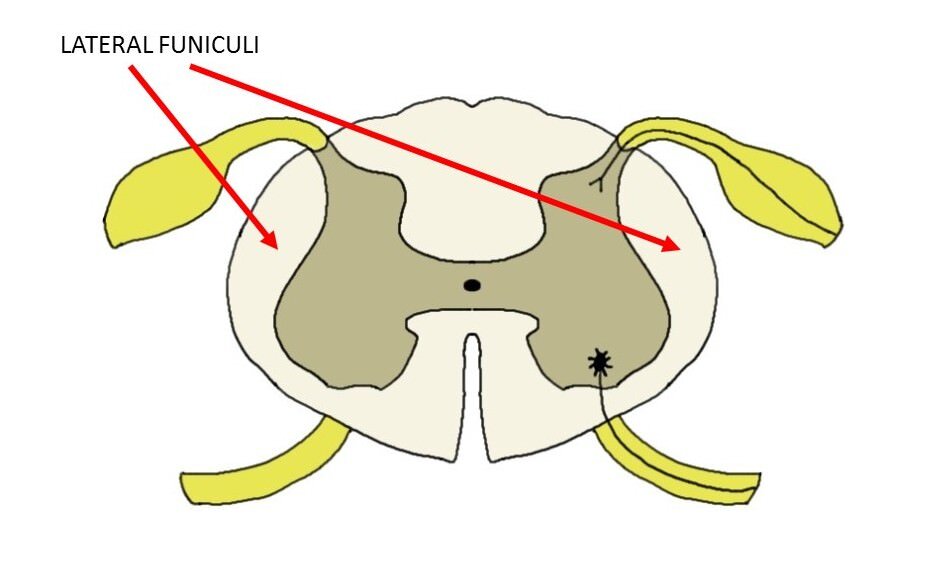 lateral funiculus.