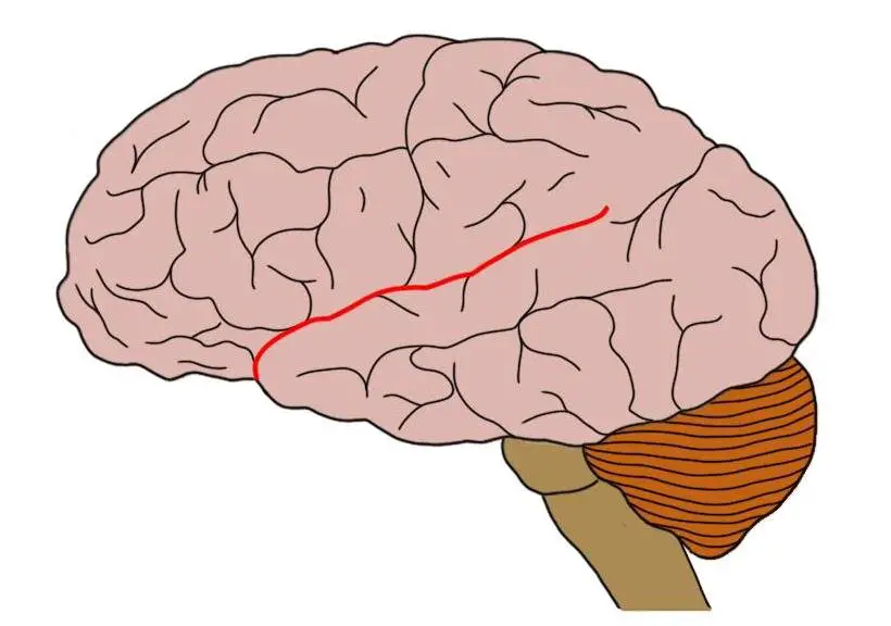 LATERAL SULCUS OUTLINED IN RED.