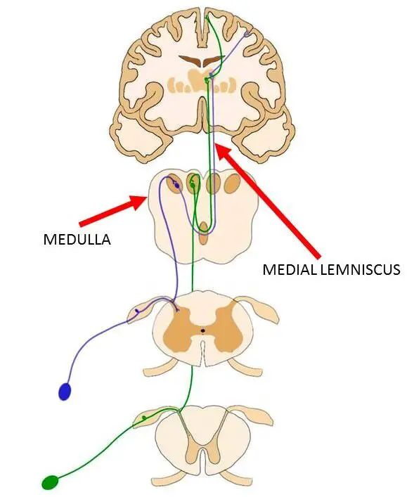 THE MEDIAL LEMNISCUS IS REPRESENTED BY BOTH THE BLUE AND GREEN LINES.