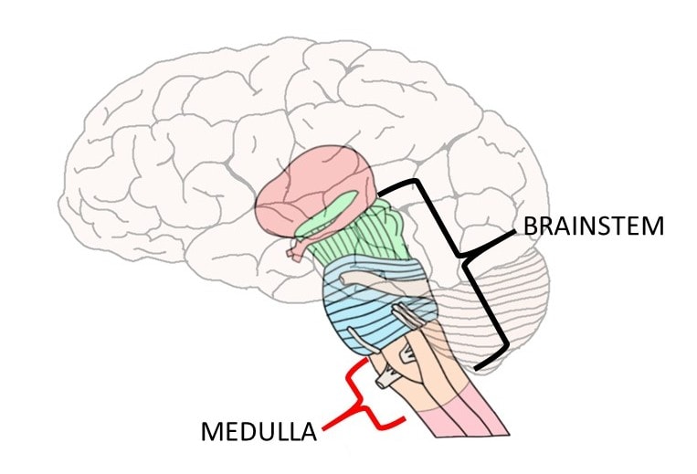 Image showing the medulla oblongata, the region of the brainstem that Legallois found was essential to respiration.