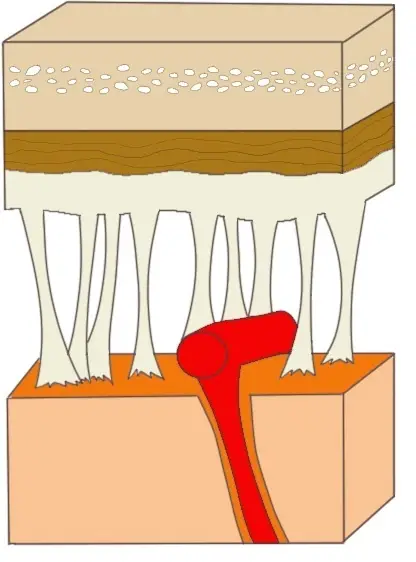 A CLOSE-UP VIEW OF THE MENINGES.