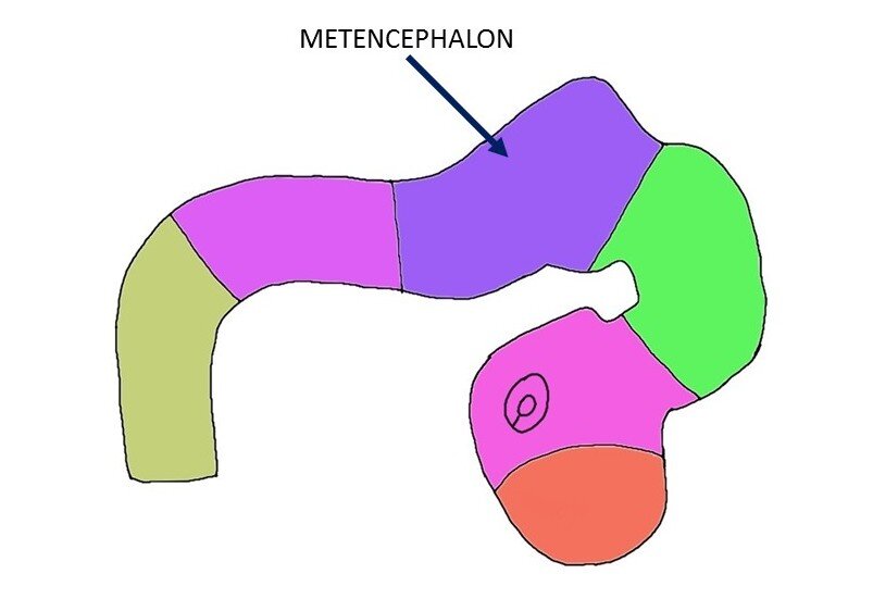 metencephalon.