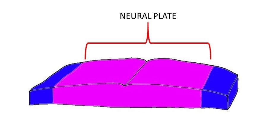THE NEURAL PLATE IS REPRESENTED BY THE PURPLE AREA OF TISSUE ABOVE.