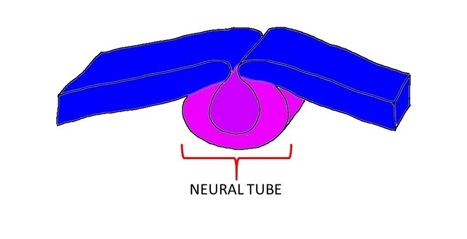 neural tube.