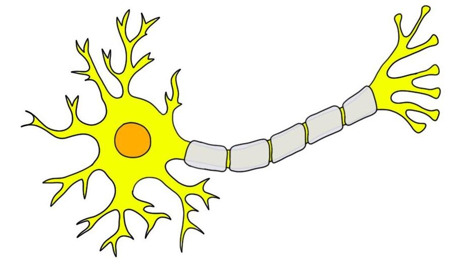 NEURON: TYPICAL STRUCTURE