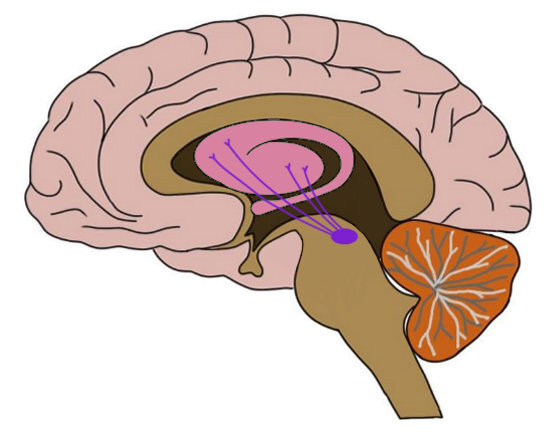 THE NIGROSTRIATAL PATHWAY IS REPRESENTED BY THE PURPLE LINES IN THE IMAGE ABOVE.