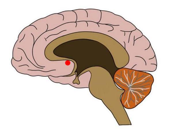 THE NUCLEUS ACCUMBENS, THE MAJOR COMPONENT OF THE VENTRAL STRIATUM, REPRESENTED BY A RED DOT.