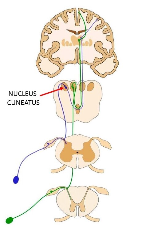 Nucleus cuneatus