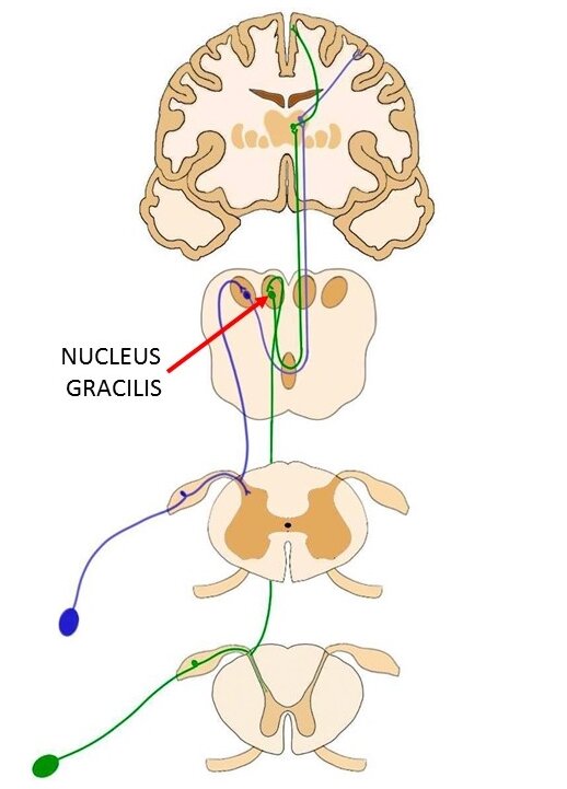 Nucleus gracilis