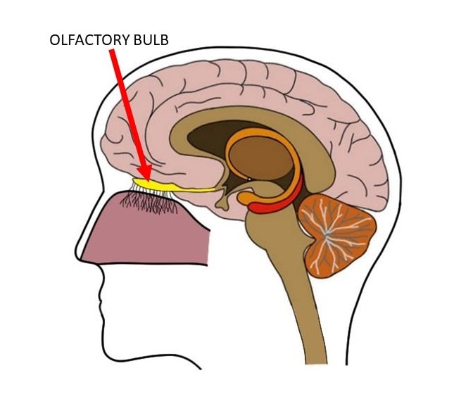 sense of smell diagram