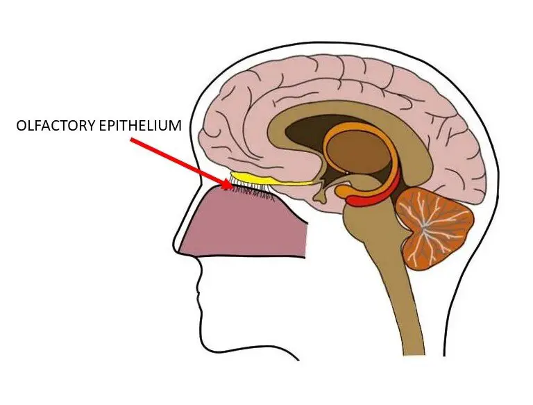 olfactory epithelium