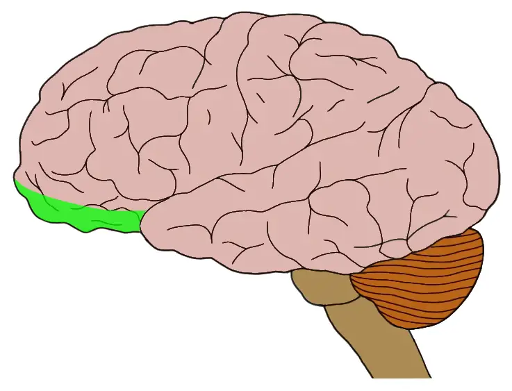 Зона затылочной доли мозга. Теменно-затылочные отделы мозга.