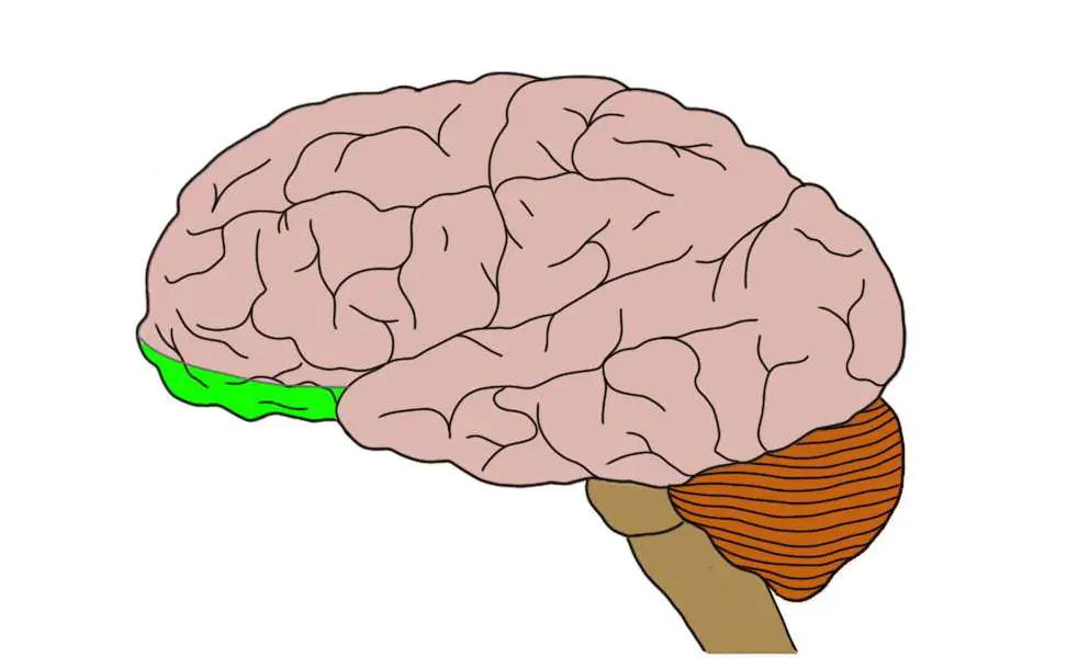 Orbitofrontal cortex