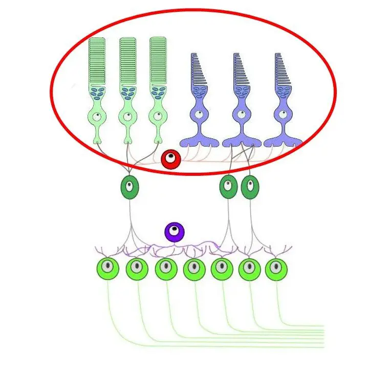 CELL LAYERS OF THE RETINA. PHOTORECEPTORS ARE CIRCLED IN RED.