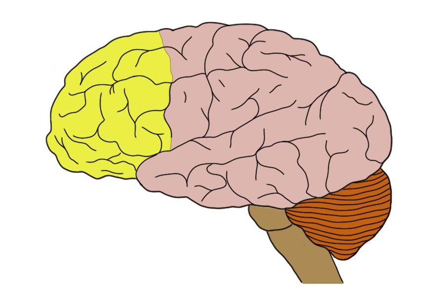 Prefrontal cortex