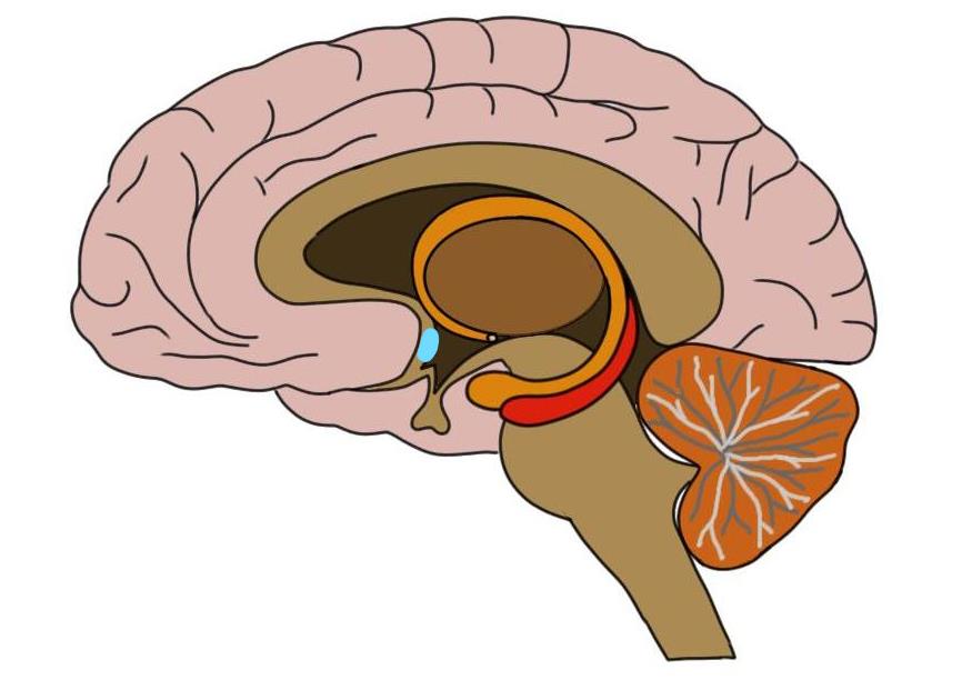 Preoptic area