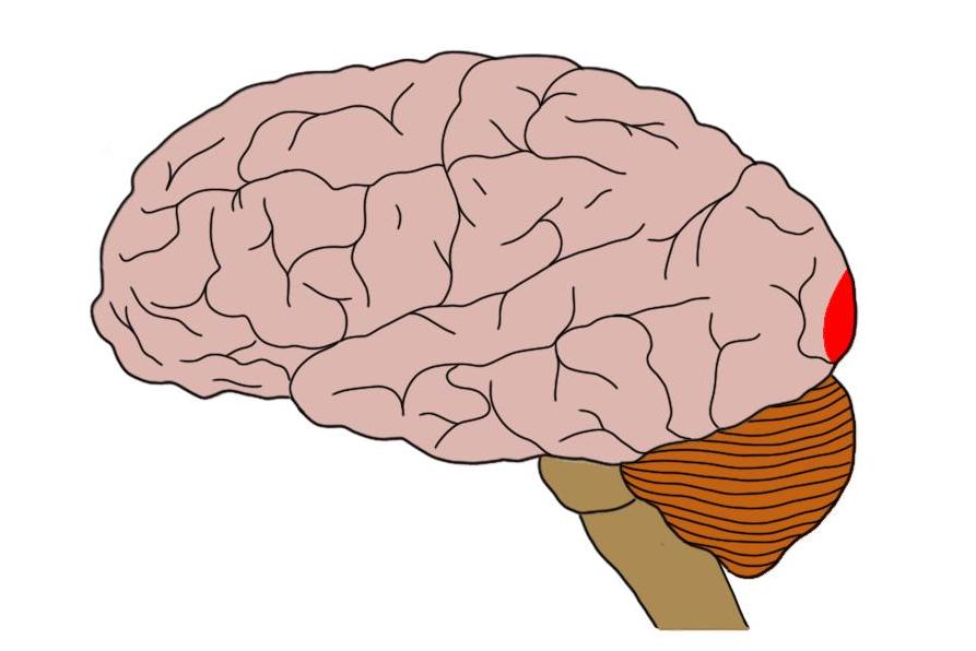 THE PRIMARY VISUAL CORTEX IS REPRESENTED BY THE SMALL RED AREA AT THE BACK OF THE BRAIN.