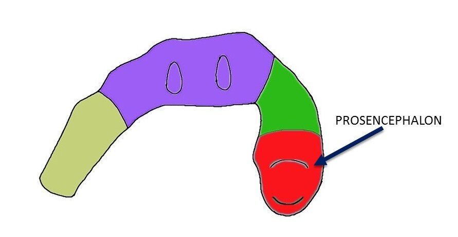 Prosencephalon Definition