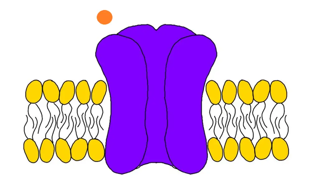 What Is The Definition Of Receptor Protein In Biology