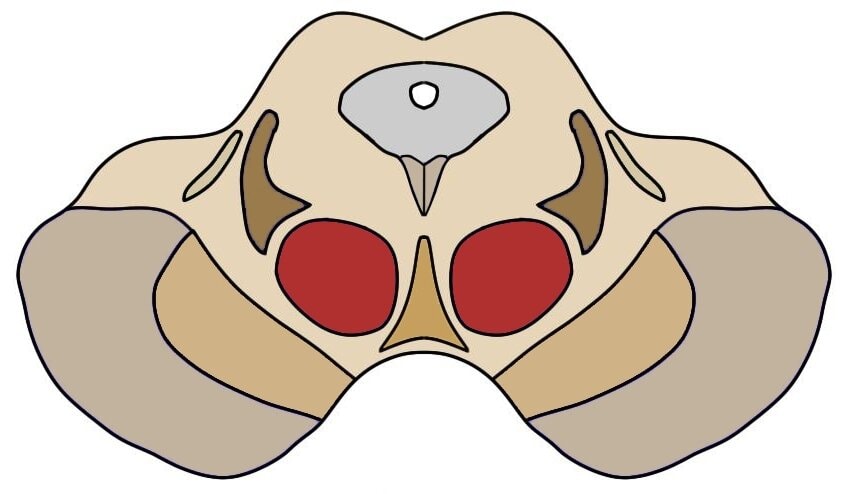 The red nuclei are colored red in this cross-section of the midbrain.