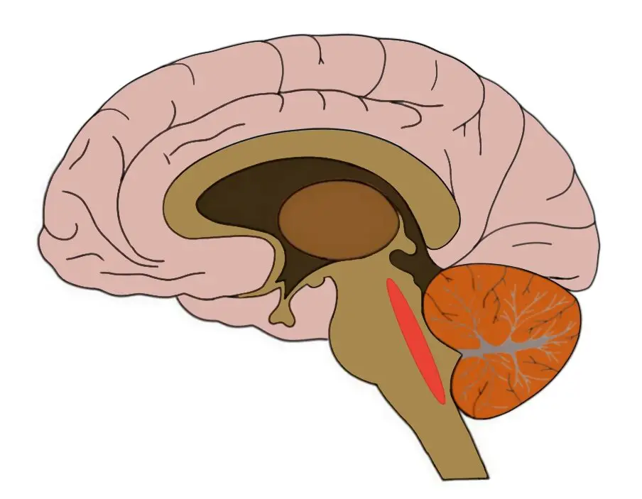 reticular formation diagram