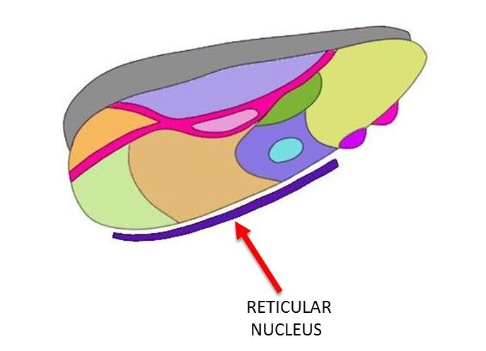 reticular nucleus.