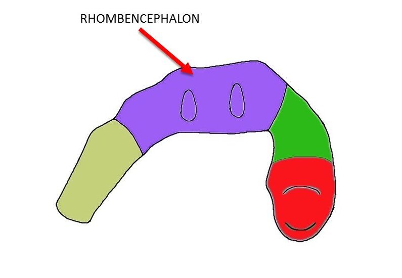 rhombencephalon.