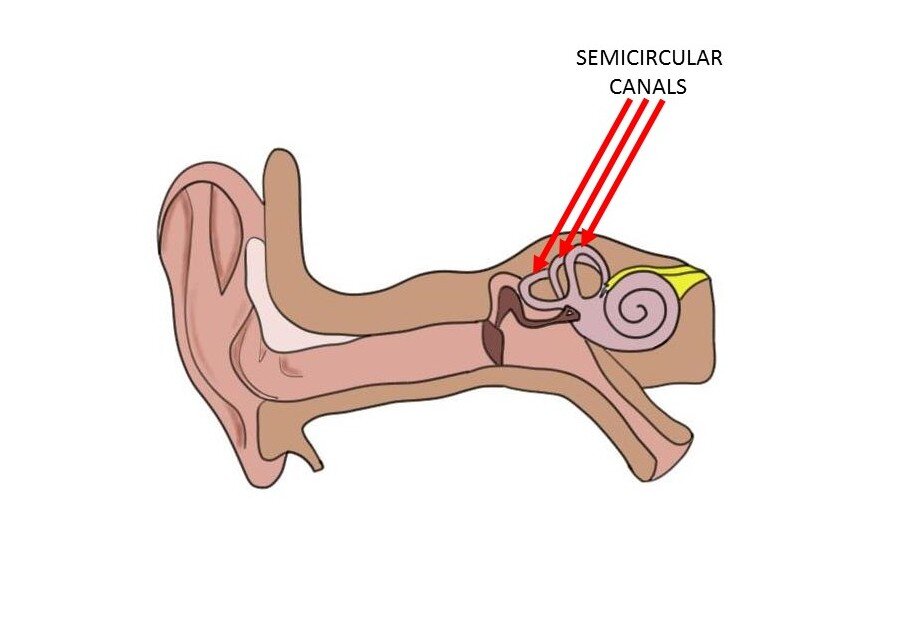 semicircular canals