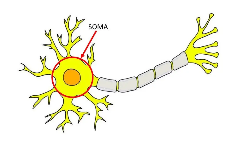 SOMA INDICATED BY RED CIRCLE AND ARROW.