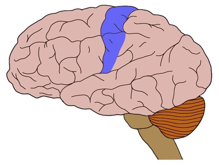 sensory cortex