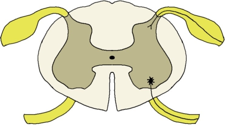 spinal cord in cross-section.