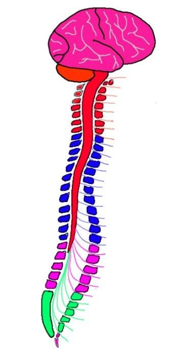 Spinal cord segments