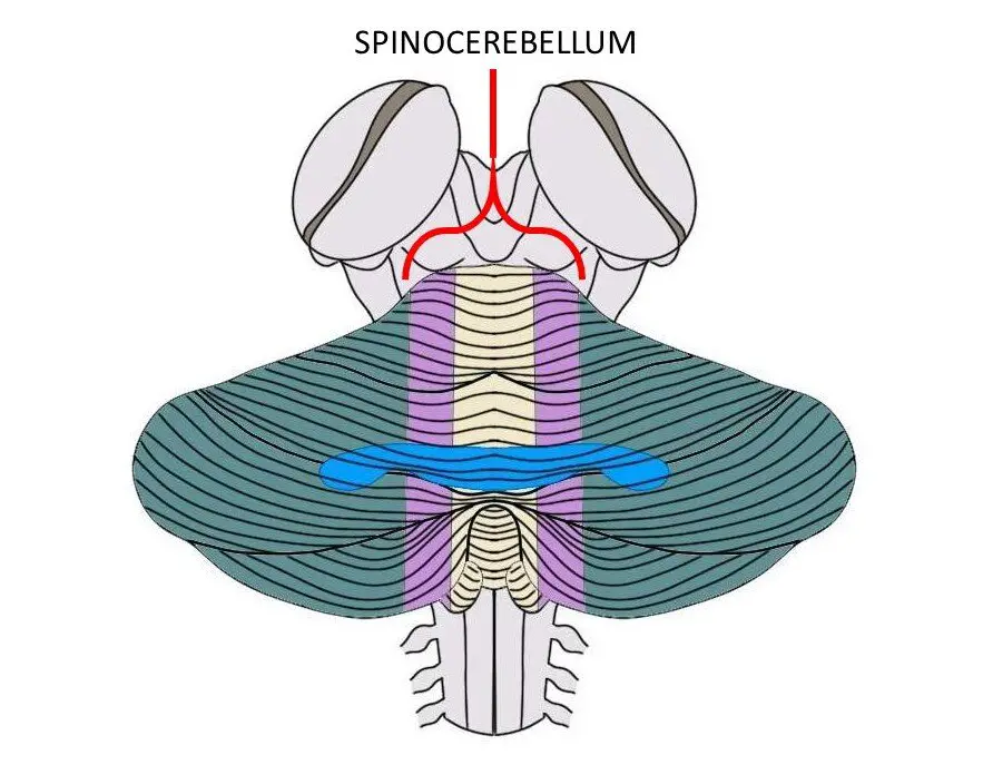 THE SPINOCEREBELLUM IS MADE UP OF THE PURPLE AND TAN REGIONS ABOVE.