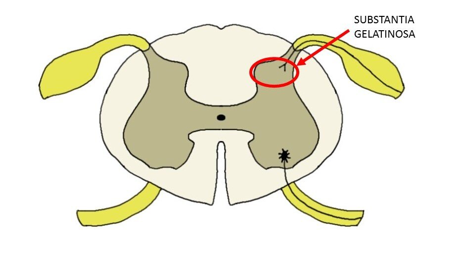 CROSS-SECTION OF THE SPINAL CORD WITH CIRCLE INDICATING THE GENERAL LOCATION OF THE SUBSTANTIA GELATINOSA.