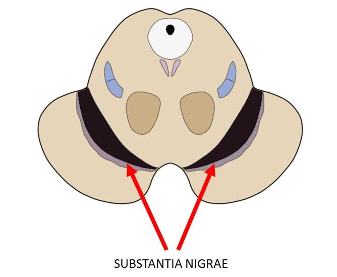 a cross-section of the brainstem showing the two substantia nigrae.